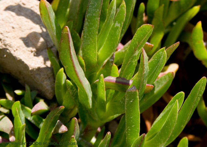 Ground cover [5391].jpg