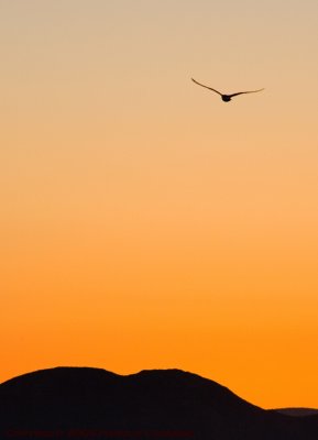 Bird at Sunset [4974].jpg