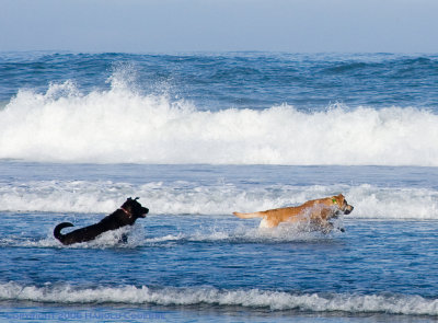 Dogs in the surf [5031].jpg