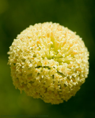 Flower closeup [5195].jpg