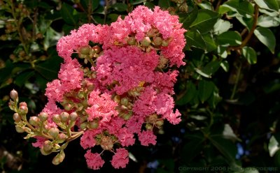 Flowering shrub [5888].jpg