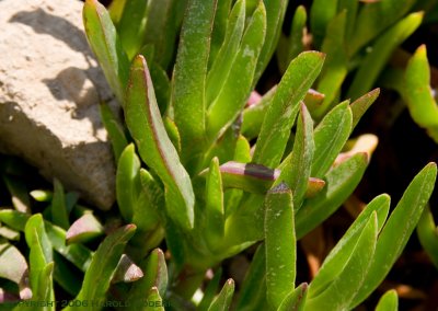 Ground cover [5391].jpg