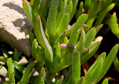 Ground cover [5391].jpg