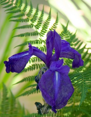 Iris [5109].jpg