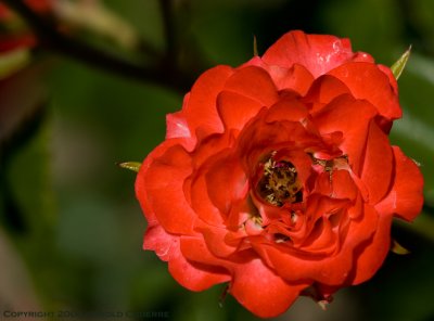 Rose in bloom [5918].jpg