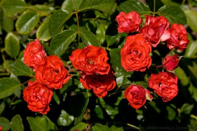 Roses [5915].jpg
