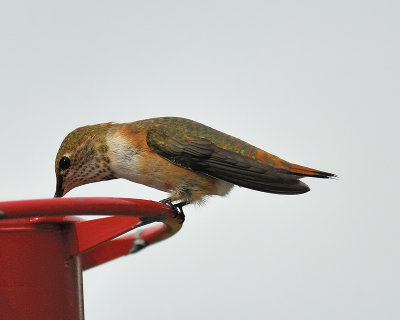 rufous hummingbird BRD5846.JPG