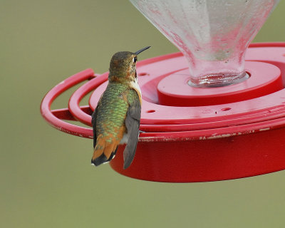 rufous hummingbird BRD5950.JPG