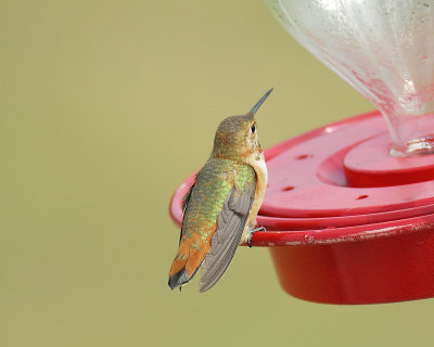 rufous hummingbird BRD5970.JPG