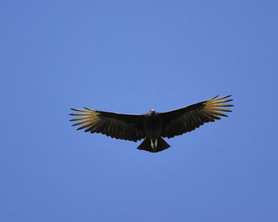 black vulture BRD6138.JPG