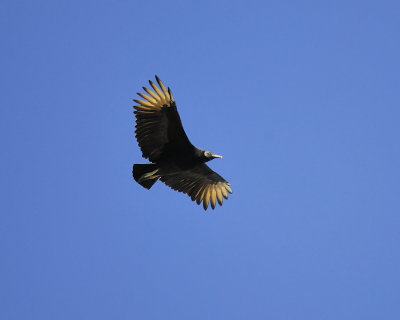 black vulture BRD6144.JPG