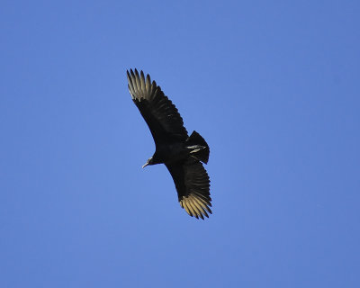 black vulture BRD6135.JPG
