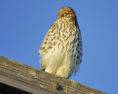 cooper's hawk BRD5999.JPG