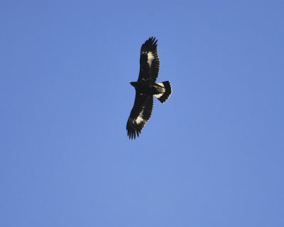 golden eagle BRD6284.JPG