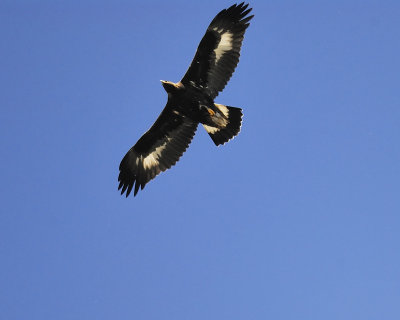 golden eagle BRD6250.JPG