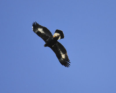 golden eagle BRD6264.JPG