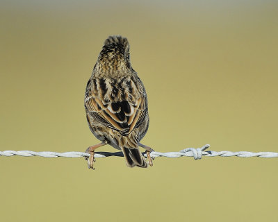 savannah sparrow BRD7597.JPG