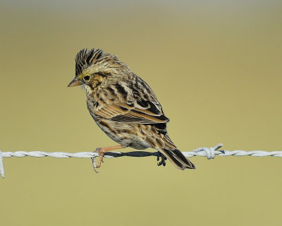 savannah sparrow BRD7601.JPG