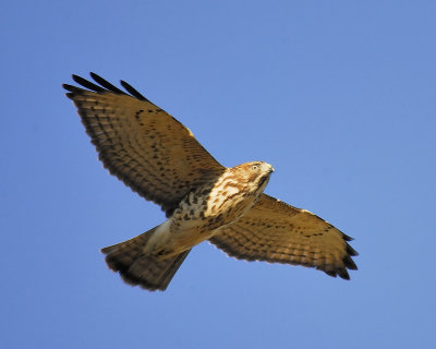 broad-winged hawk BRD6896.JPG