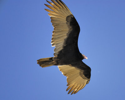 turkey vulture BRD7683.JPG