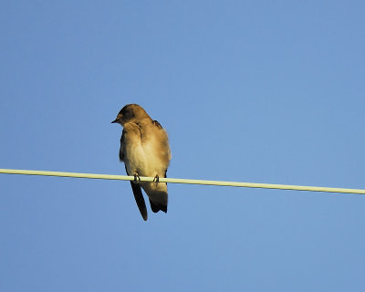 rough-winged_swallow_BRD7897.JPG