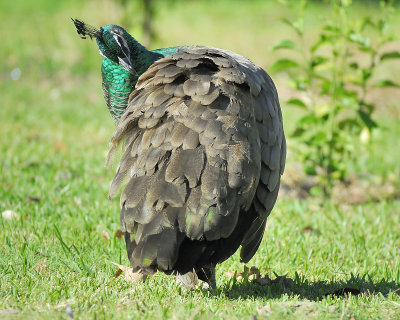 indian peacock BRD7909.JPG