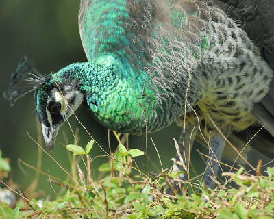 indian peacock BRD7905.JPG