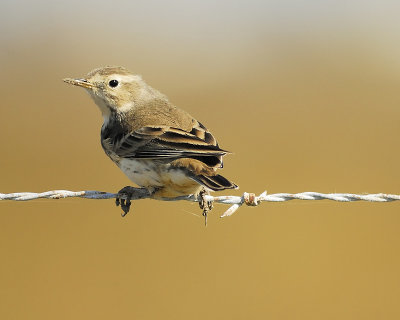 american pipit BRD8343.JPG