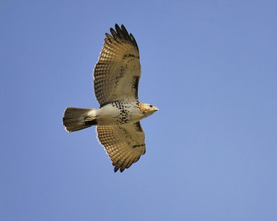 red-tailed hawk BRD8690.JPG