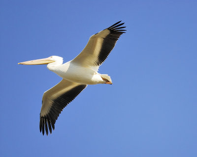 white pelican BRD8963.JPG