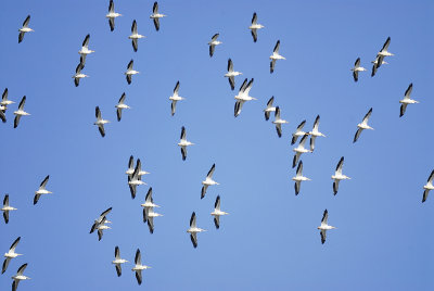 white pelican BRD8985.JPG