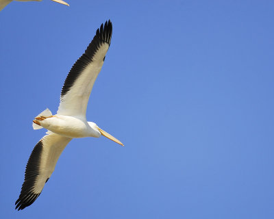 white pelican BRD8976.JPG