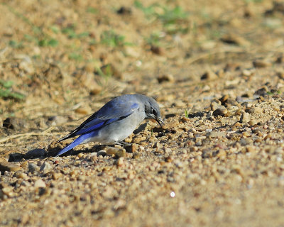 mountain bluebird BRD9159.JPG