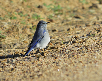 mountain bluebird BRD9162.JPG