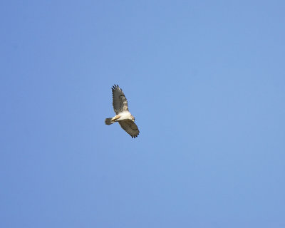 ferruginous hawk BRD9619.JPG