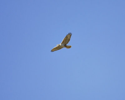 ferruginous hawk BRD9632.JPG