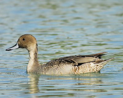 northern pintail BRD9217.JPG