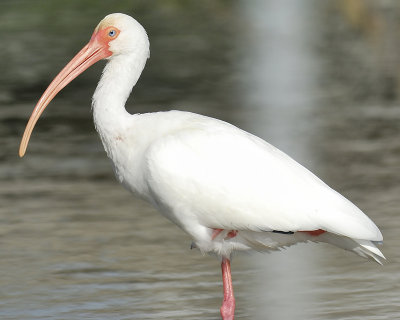 white ibis BRD9235.JPG