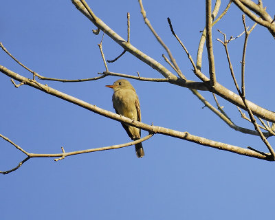 greater pewee BRD9647.JPG