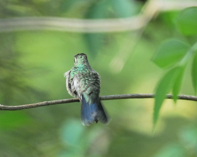 1390g_broad_billed_hummingbird