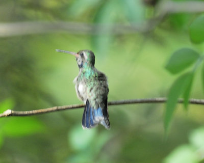 broad-billed hummingbird BRD9753.JPG