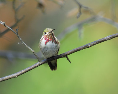 calliope hummingbird BRD9817.JPG