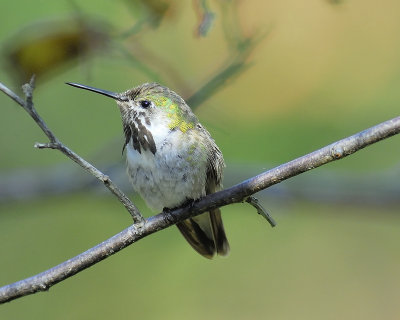 1390h_calliope_hummingbird