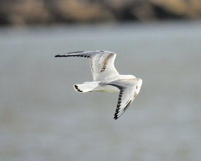 bonaparte's gull BRD9872.JPG