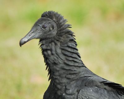 black vulture BRD9927.JPG