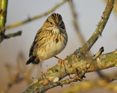 lincoln's sparrow BRD9998.JPG