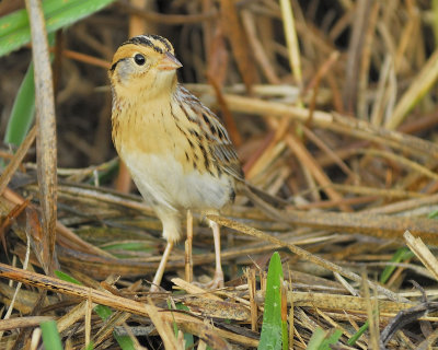 leconte's sparrow BRD9993.JPG