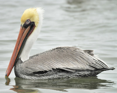 brown pelican BRD0116.JPG