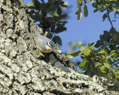 red-breasted_nuthatch_BRD0298.JPG