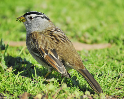 white-crowned sparrow BRD0567.JPG